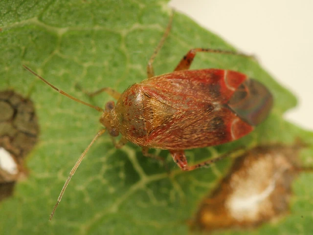 Psallus Psallus