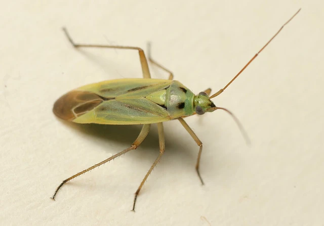 Stenotus binotatus - kétfoltos mezeipoloska