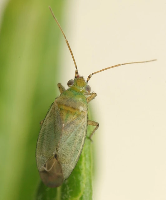 Plagiognathus chrysanthemi - fakó törpepoloska Plagiognathus chrysanthemi - fakó törpepoloska