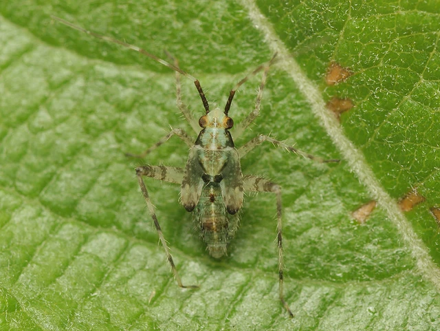 Phytocoris tiliae - hársfapoloska