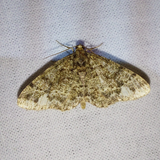 Parectropis similaria - barna zuzmóaraszoló