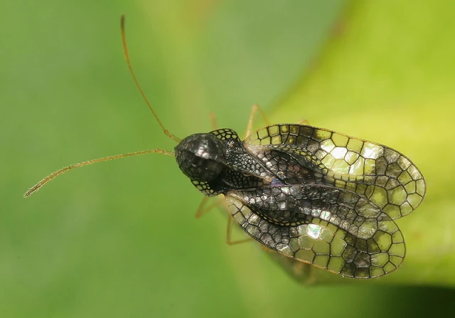 Stephanitis takeyai - babérhanga-csipkéspoloska
