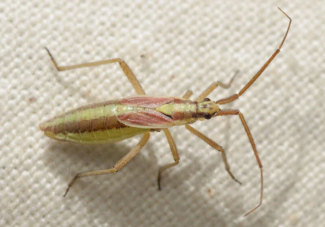 Leptopterna ferrugata - vastagcsápú mezeipoloska