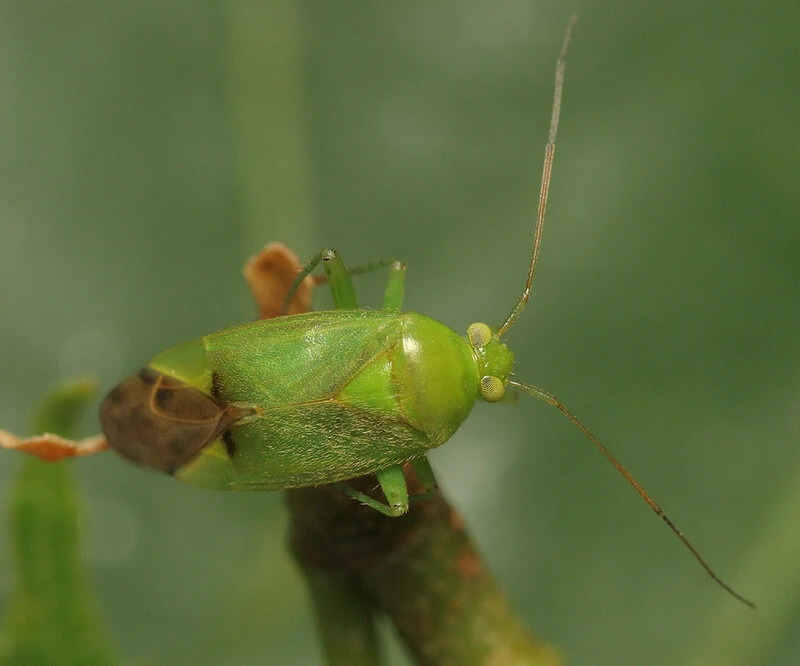 Neolygus contaminatus