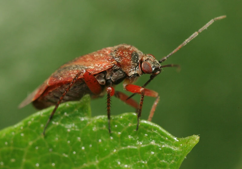 Psallus montanus