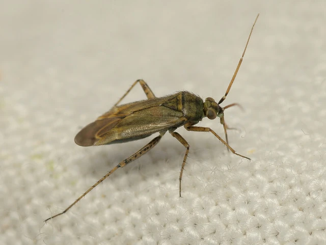 Plagiognathus chrysanthemi - fakó törpepoloska Plagiognathus chrysanthemi - fakó törpepoloska