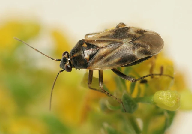 Monosynamma sabulicola