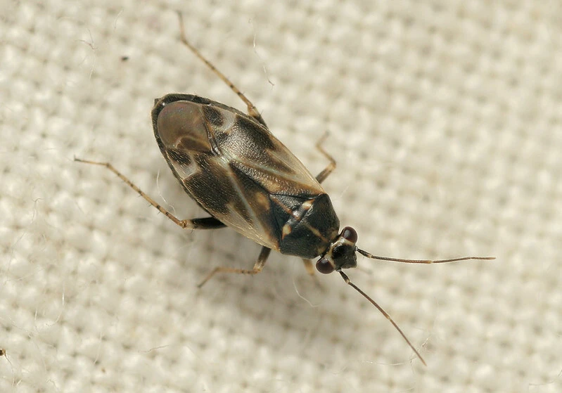 Monosynamma sabulicola