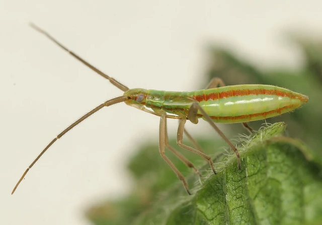 Stenodema laevigata - karcsú mezeipoloska