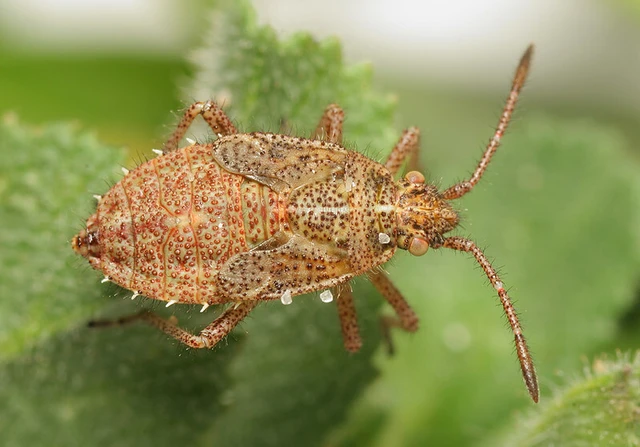 Corizus hyoscyami - piros karimáspoloska