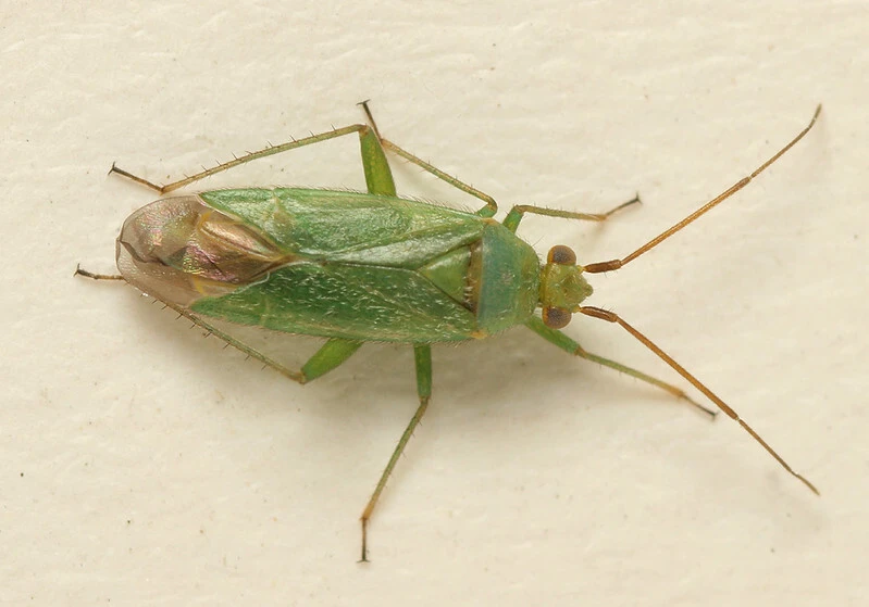 Orthotylus adenocarpi adenocarpi