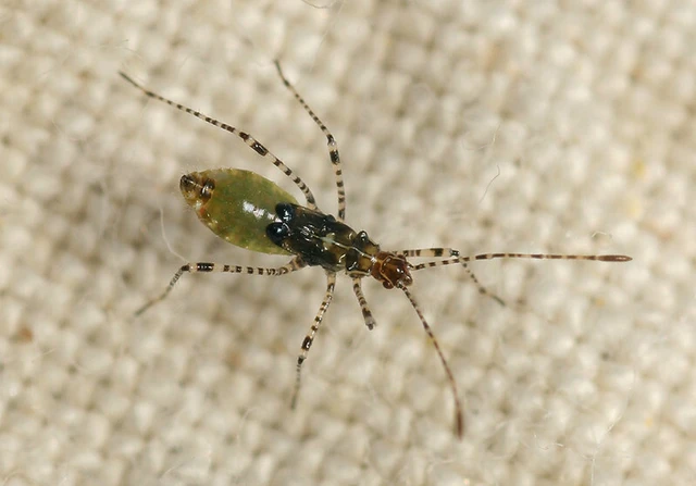 Gampsocoris punctipes - tüskés szúnyogpoloska