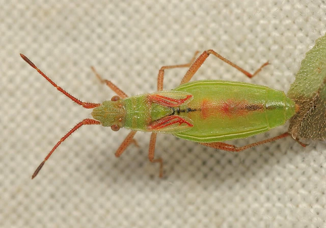 Myrmus miriformis - kurtaszárnyú karimáspoloska