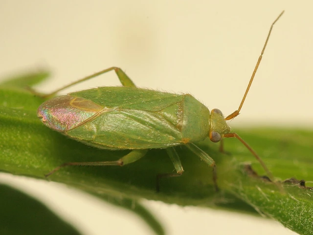 Orthotylus adenocarpi adenocarpi Orthotylus adenocarpi adenocarpi