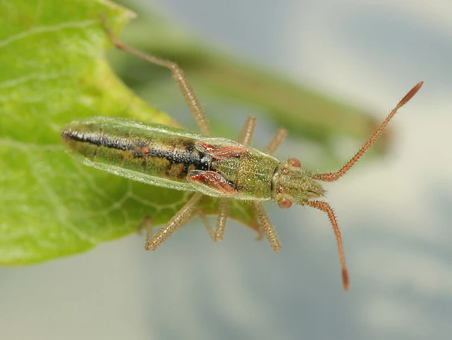 Myrmus miriformis - kurtaszárnyú karimáspoloska