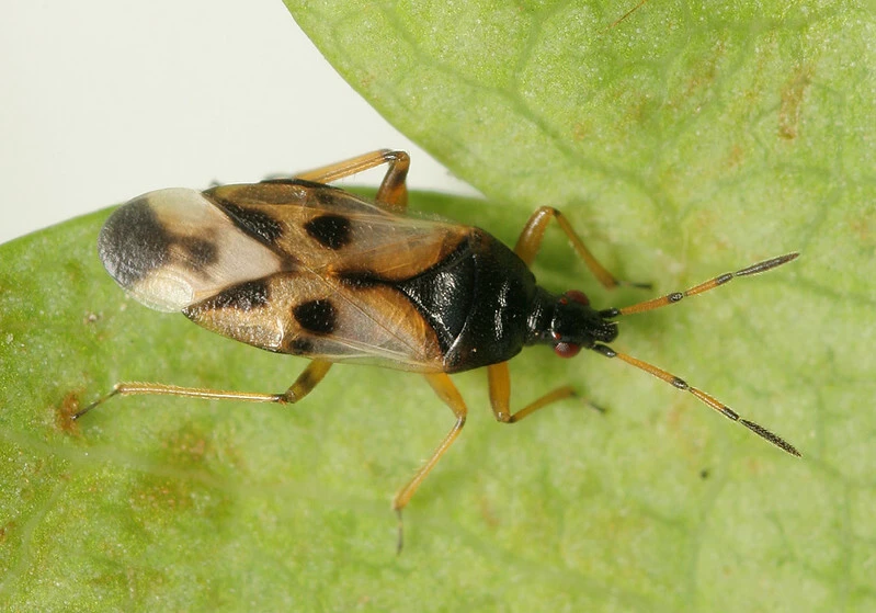 Anthocoris nemorum - mezei virágpoloska