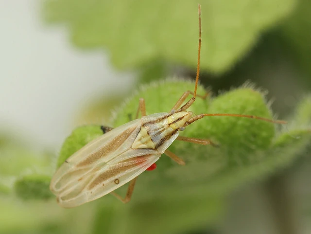 Acetropis gimmerthalii gimmerthalii