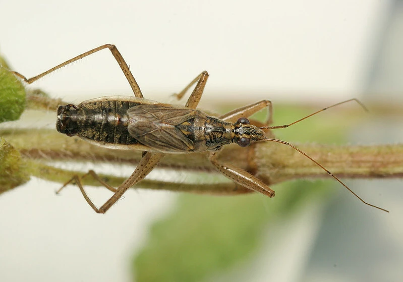 Nabis flavomarginatus - szegélyes tolvajpoloska