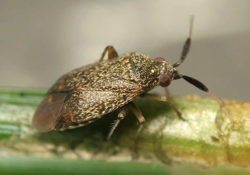 Atractotomus parvulus