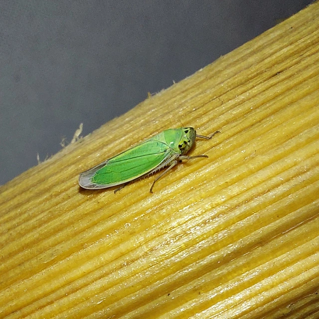 Cicadella viridis - méregzöld kabóca