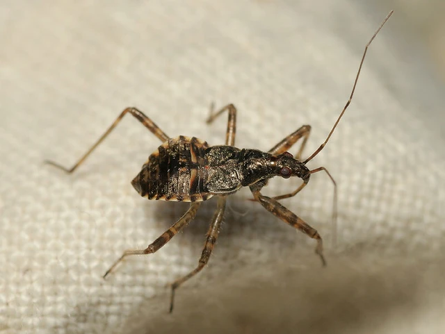 Himacerus apterus - nagy tolvajpoloska
