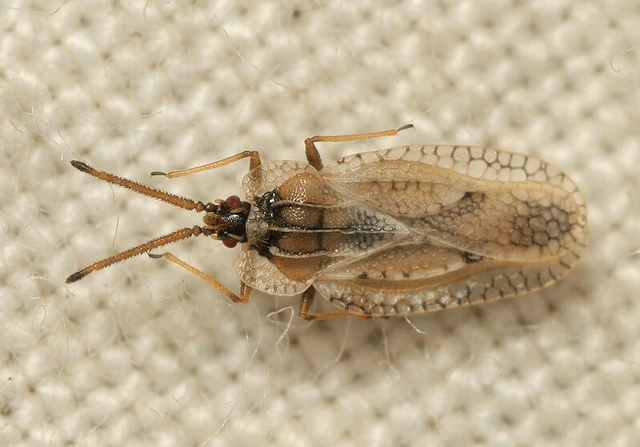 Dictyonota fuliginosa