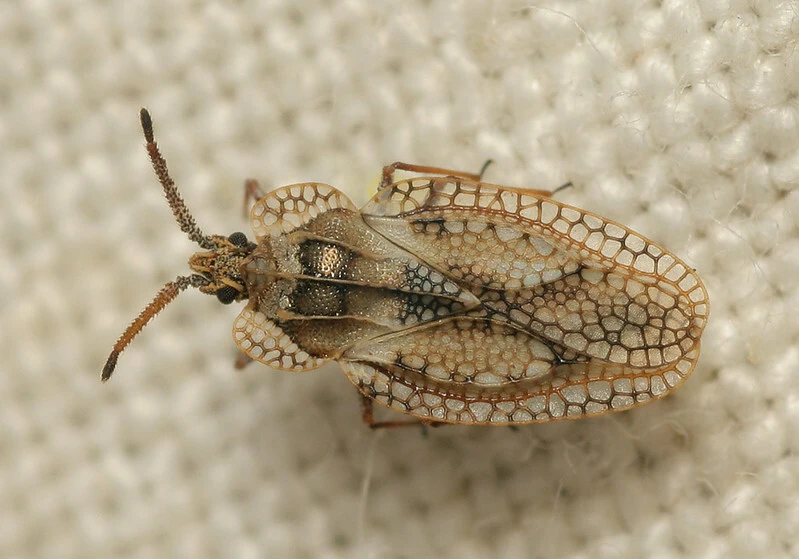 Dictyonota fuliginosa