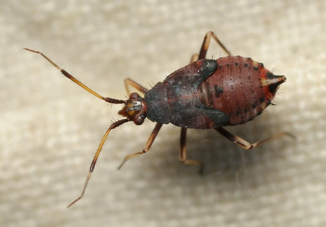 Deraeocoris ruber - vöröses mezeipoloska