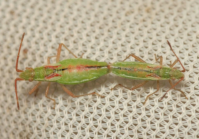 Myrmus miriformis - kurtaszárnyú karimáspoloska