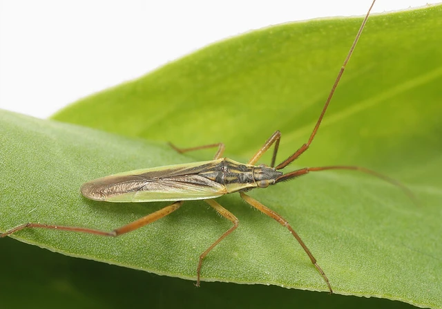 Notostira elongata