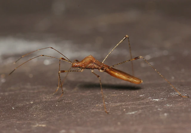 Metatropis rufescens - varázslófű-szúnyogpoloska