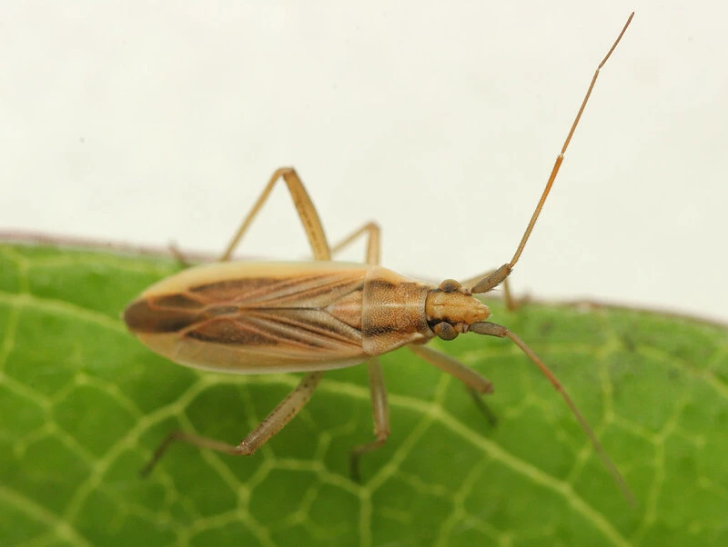 Stenodema holsata