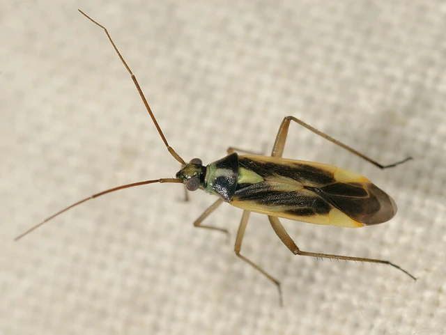 Stenotus binotatus - kétfoltos mezeipoloska