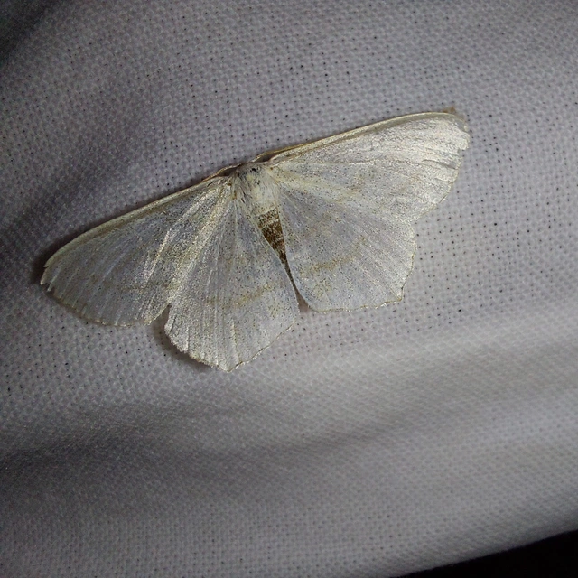 Scopula floslactata - tejfehér sávosaraszoló