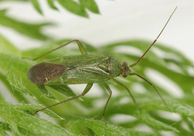 Orthotylus virescens Orthotylus virescens