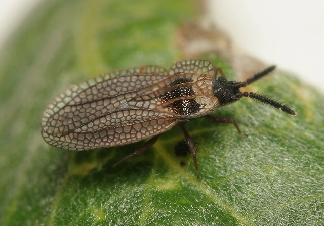 Kalama tricornis - virág-csipkéspoloska Kalama tricornis - virág-csipkéspoloska