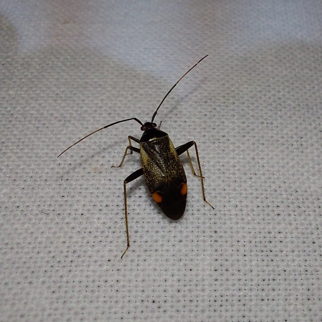 Adelphocoris seticornis - szegélyes mezeipoloska