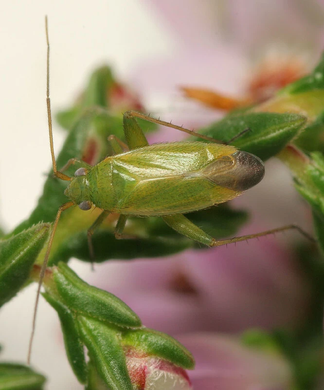 Orthotylus ericetorum