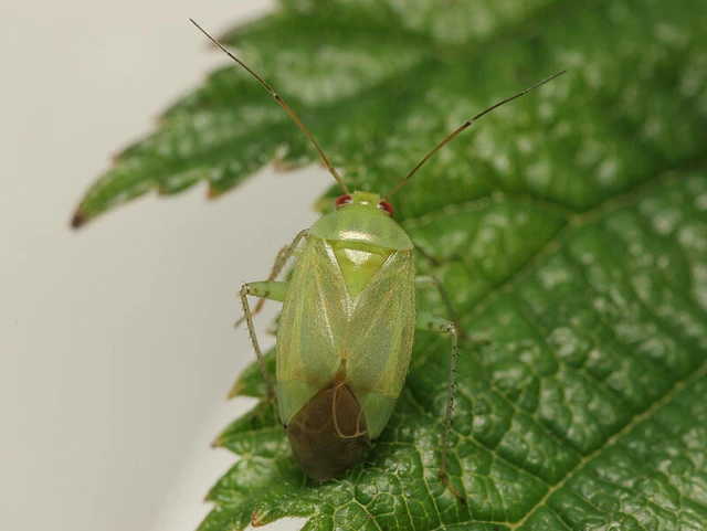 Apolygus spinolae