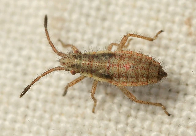 Myrmus miriformis - kurtaszárnyú karimáspoloska