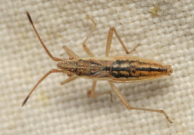 Myrmus miriformis - kurtaszárnyú karimáspoloska