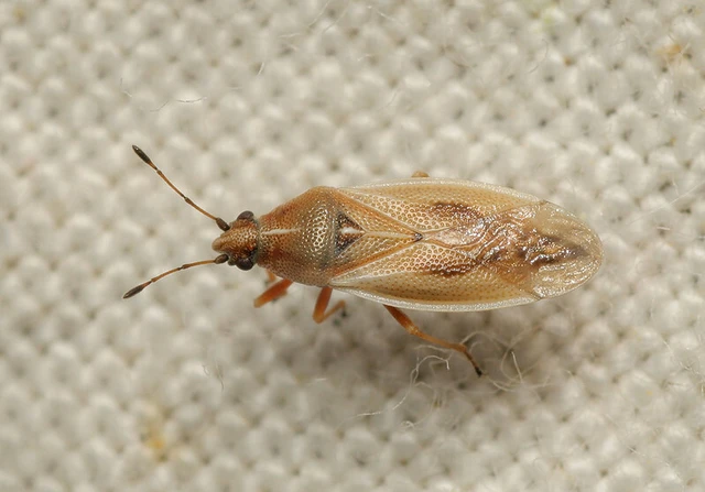 Cymus glandicolor - rétibodobács Cymus glandicolor - rétibodobács