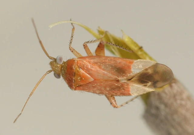 Psallus haematodes Psallus haematodes