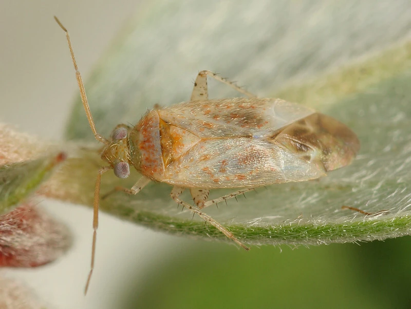 Psallus haematodes