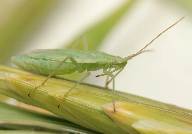 Trigonotylus psammaecolor
