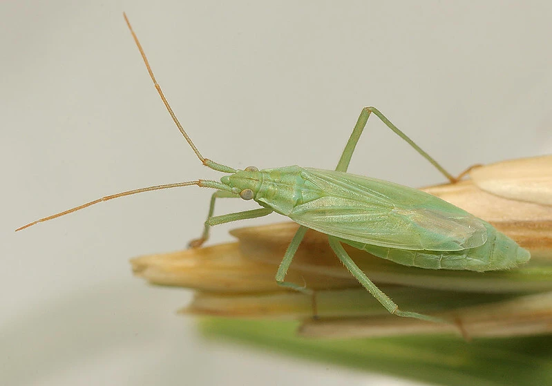 Trigonotylus psammaecolor