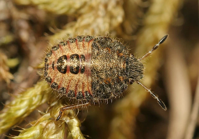 Dolycoris baccarum - közönséges bogyómászó-poloska Dolycoris baccarum - közönséges bogyómászó-poloska