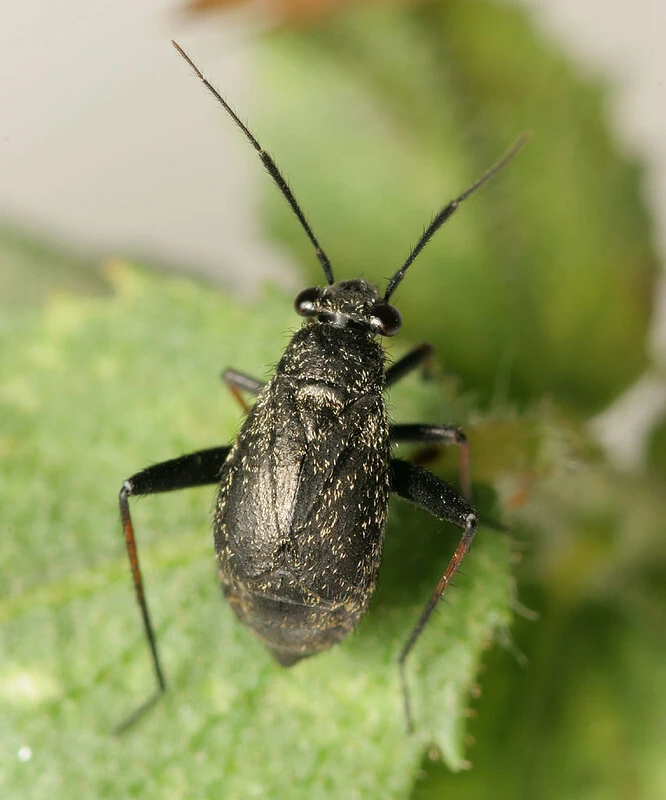 Orthocephalus saltator - szőrös ugrópoloska