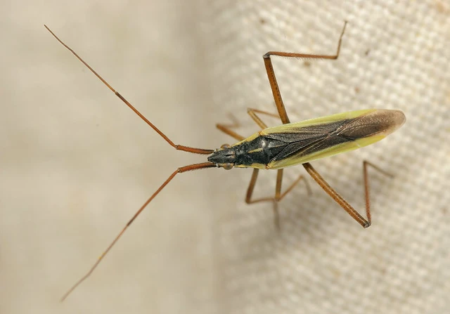 Notostira elongata