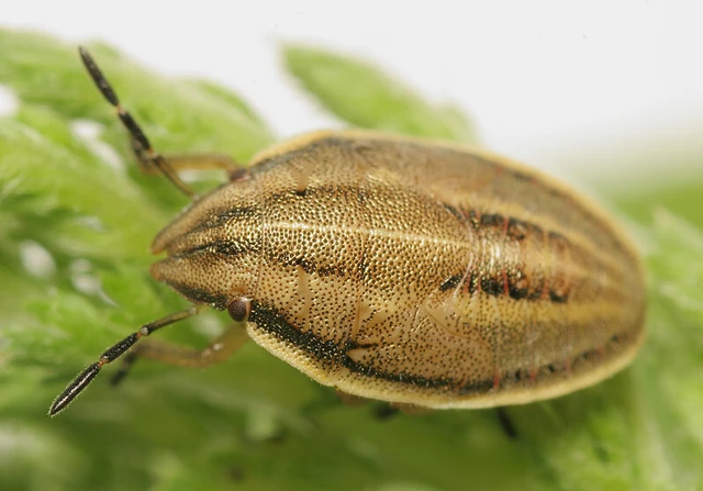 Aelia acuminata - közönséges szipolypoloska Aelia acuminata - közönséges szipolypoloska